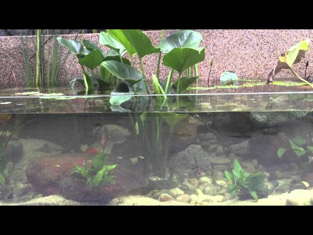 Discus Fish in my garden Pond cum aquarium.