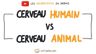 Vignette de [VIDÉO] CERVEAU HUMAIN ET ANIMAL - Les neurosciences en dessins