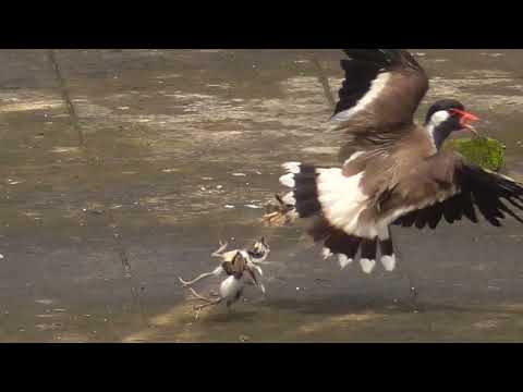 Red-wattled lapwing parents defend their babies from a kite and crows