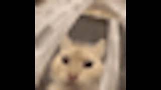 Cover art for Cat screm