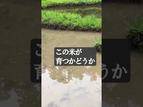 庭の地中海の低木 エリカ アルボレアの木ヘザー