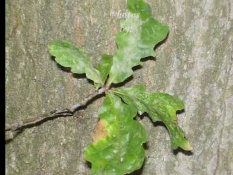 Canlowankiya -Thomas Richter -  Under a shady tree.wmv