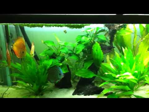 my 55 gallon planted discus tank
