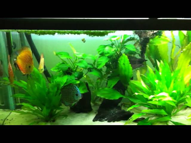 my 55 gallon planted discus tank