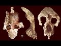 New Fossil Suggests African Apes evolved outside of Africa?