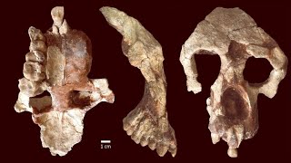 New Fossil Suggests African Apes evolved outside of Africa?