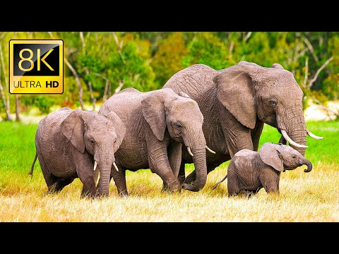 Elephants Animals Collection in 8K TV HDR 60FPS ULTRA HD