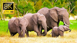 Download lagu Elephants Animals Collection in 8K TV HDR 60FPS ULTRA HD mp3 Download lagu Elephants Animals Collection in 8K TV HDR 60FPS ULTRA HD mp3
