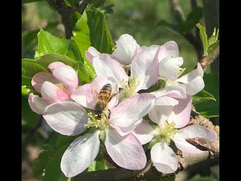 Clube da Maçã Braisleira: Florada de Macieiras 2018