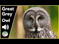 Great Grey Owl - Sounds