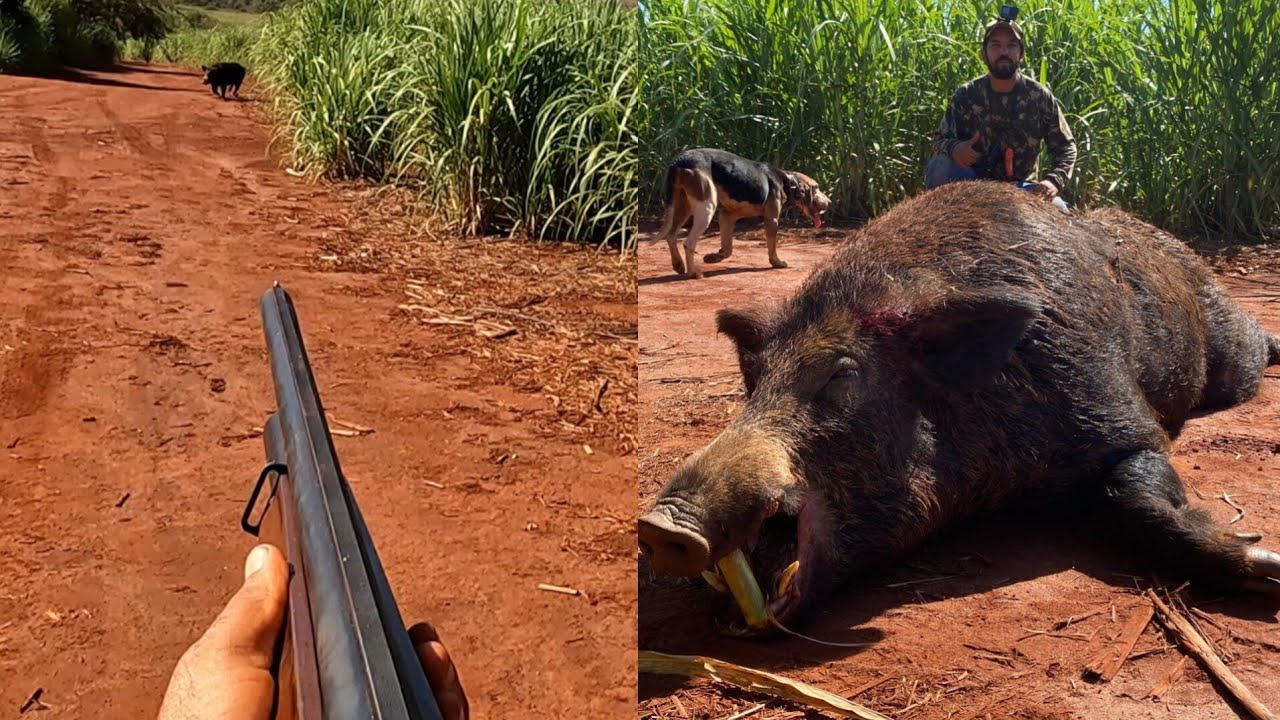 2 wild boar shot. Weekend with the mates.