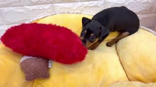 ミニチュアピンシャーの動画01