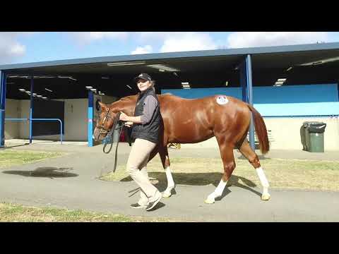 2017 Sepoy - Tiwishkeni colt