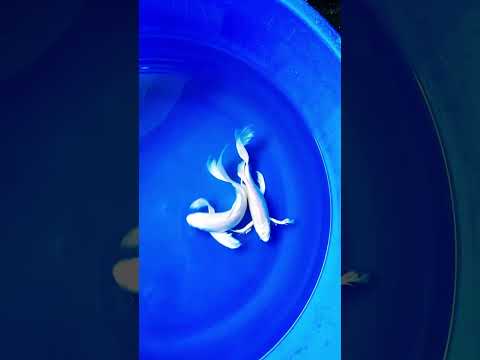 platinum butterfly koi fish 7-81250 rs