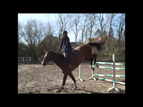 CALICOR 9j. v. Canstakko - Sandro Boy VB 12.000,- Euro