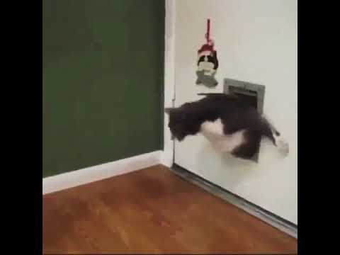 His problem is solved with exercise 🐱