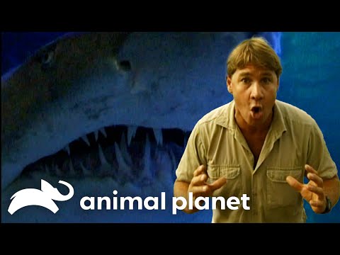 SEASON 2 Steve's Favorite Creatures | The Crocodile Hunter | Animal Planet