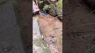 Download lagu tak percaya bisa dapet gabus di kubangan air #fishing #mancing #shots mp3 Download lagu tak percaya bisa dapet gabus di kubangan air #fishing #mancing #shots mp3