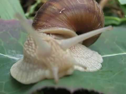 contrast & 321  Aleluia