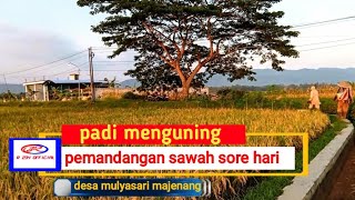 Download lagu KEINDAHAN ALAM PERSAWAHAN  _ PEMANDANGAN SAWAH SORE HARI,  PADI MENGUNING  @r234official5  mp3