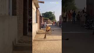 Download lagu Unbelievable Showdown! House Cat Stands Up to a Lion in India mp3