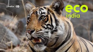 Eco India: What is Madhya Pradesh doing right to save and protect the tiger?