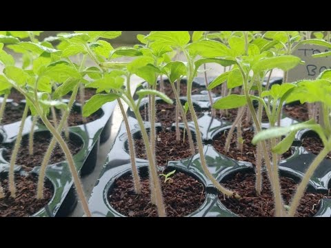 , title : 'How To Grow Tomato Seedlings In Trays | बीज से टमाटर का पौधा उगाएं'