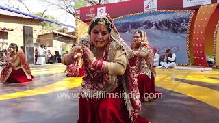 himachali women put on a lively jhamakda folk dance