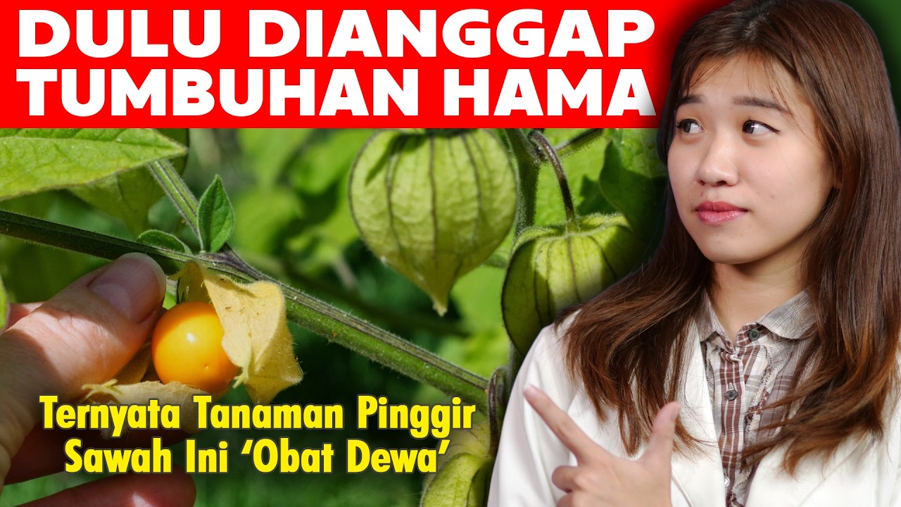 Jangan Asal Minum Rebusan Ciplukan. Manfaat, Risiko, dan Cara Olah yang Benar