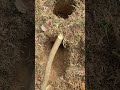 How to make the Dakota Fire Hole 🔥
