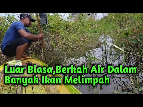 Luar Biasa,Ternyata Di Rawa Yang Dalam Tempat Bersembunyinya Ikan-Ikan.