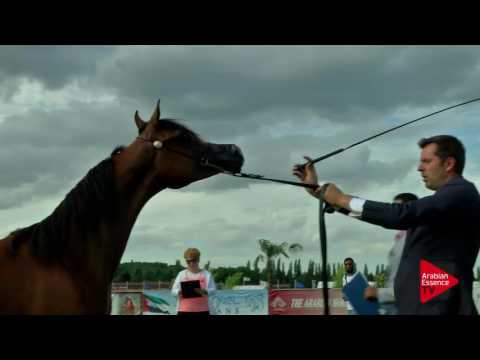 N.44 MADAGASKAR J - Chantilly 2017 World Cup - Yearling Colts (Class 6B)