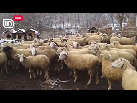 Sa të sigurta janë ushqimet shqiptare... | IN TV Albania