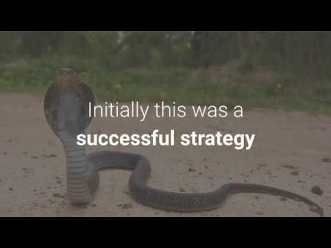 What is the cobra effect