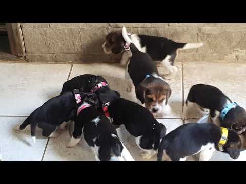 Canil Cruz e Costa - Filhotes Babi x Odin Primeira Papinha Setembro 2020