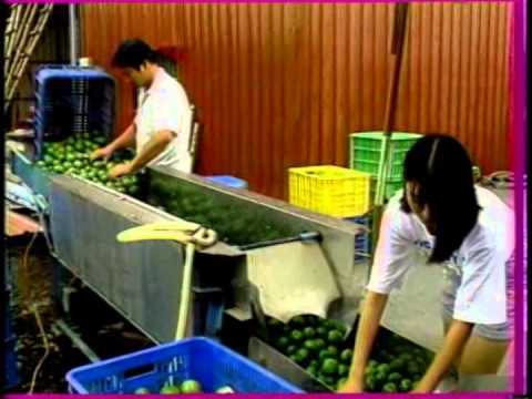 在來種番石榴加工