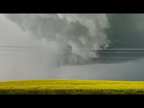 Ominous Storm Over Golden Canola Fields | 07/19/2022