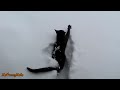 Recopilación de gatos jugando en la nieve