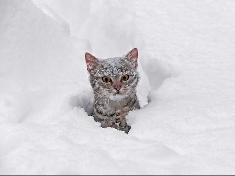 Funny Cats Playing in Snow
