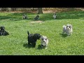 Aussiedoodle dogs for sale: Jax Standard - Video 1