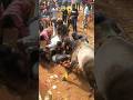 JalliKattu 2023 Nuthugunta Palli Dangerous Incident Jallikattu2023 Jallikattu Incident