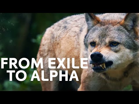 Exiled Wolf's Incredible Fight for Survival