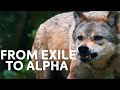 Exiled Wolf S Incredible Fight For Survival