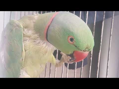 ring neck parrot whistle