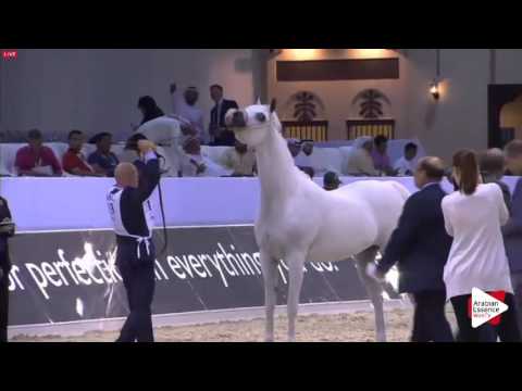N.113 FAHERA - Dubai 2016 - Mares 7-9 years old (Class 6)