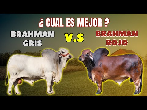 Gray Brahman vs. Red Brahman. Which is better?