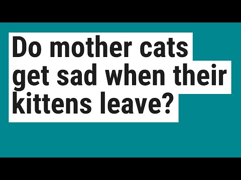 Do mother cats get sad when their kittens leave?