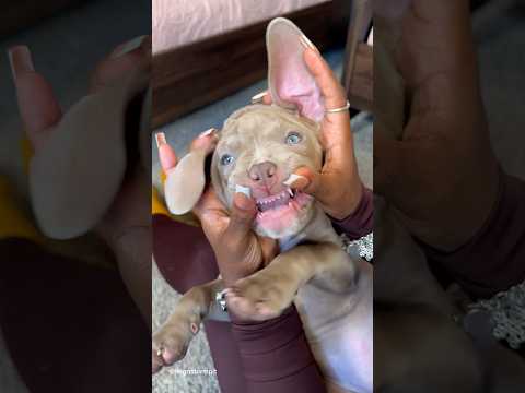 My Scary Pitbulls’ Morning Routine 🫧❤️ #cute #shorts #puppy #viral