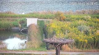 コウノトリの子育て 豊岡市城崎町湯島