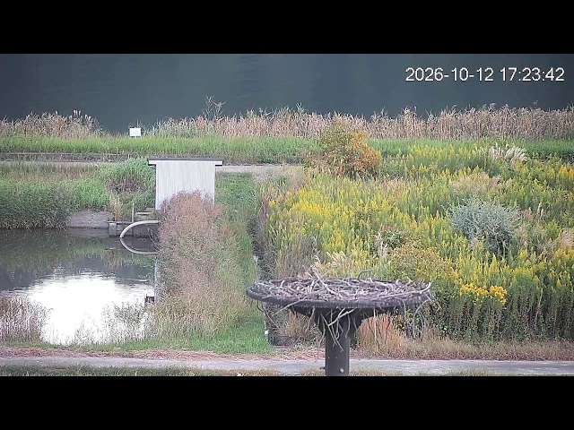 コウノトリの子育て 豊岡市城崎町湯島